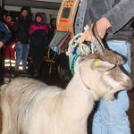 Immagine: Capra Orobica.25_181