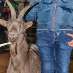 Immagine: Capra Orobica.25_182