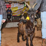 Immagine: Capra Orobica.25_189