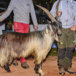 Immagine: Capra Orobica.25_195