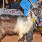 Immagine: Capra Orobica.25_198