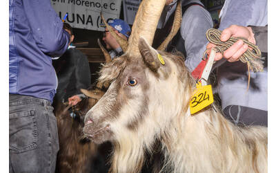 Immagine: Capra Orobica.25_362