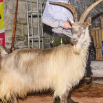 Immagine: Capra Orobica.25_368