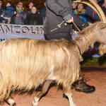 Immagine: Capra Orobica.25_369