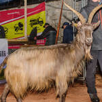 Immagine: Capra Orobica.25_372