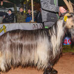 Immagine: Capra Orobica.25_377