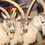 Immagine: Capra Orobica.25_439