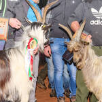 Immagine: Capra Orobica.25_522