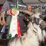 Immagine: Capra Orobica.25_527