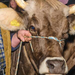 Immagine: Capra Orobica.25_599