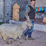 Immagine: Capre 19.11.23_001