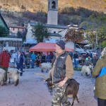 Immagine: Capre 19.11.23_002