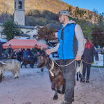 Immagine: Capre 19.11.23_006