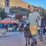 Immagine: Capre 19.11.23_008