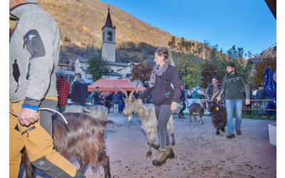 Immagine: Capre 19.11.23_009