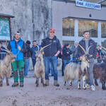 Immagine: Capre 19.11.23_012