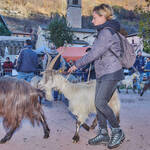 Immagine: Capre 19.11.23_022