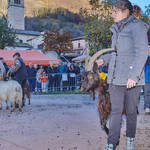 Immagine: Capre 19.11.23_023