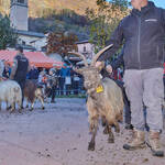 Immagine: Capre 19.11.23_026