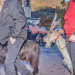 Immagine: Capre 19.11.23_027