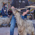 Immagine: Capre 19.11.23_036