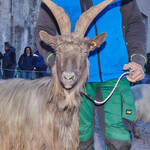 Immagine: Capre 19.11.23_037