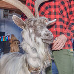 Immagine: Capre 19.11.23_038