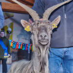 Immagine: Capre 19.11.23_039