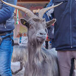 Immagine: Capre 19.11.23_040