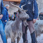 Immagine: Capre 19.11.23_045