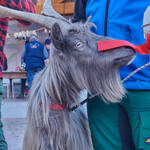 Immagine: Capre 19.11.23_053