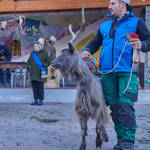 Immagine: Capre 19.11.23_055