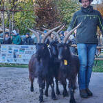 Immagine: Capre 19.11.23_059