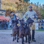 Immagine: Capre 19.11.23_061