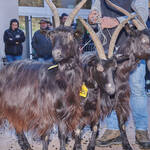 Immagine: Capre 19.11.23_064