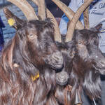 Immagine: Capre 19.11.23_067