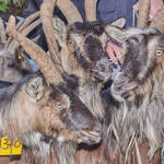 Immagine: Capre 19.11.23_068