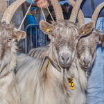 Immagine: Capre 19.11.23_070