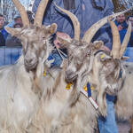 Immagine: Capre 19.11.23_072