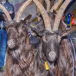 Immagine: Capre 19.11.23_075