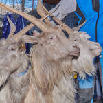 Immagine: Capre 19.11.23_076