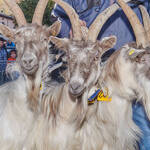 Immagine: Capre 19.11.23_077