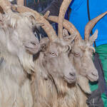 Immagine: Capre 19.11.23_078