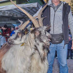 Immagine: Capre 19.11.23_079