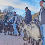 Immagine: Capre 19.11.23_080