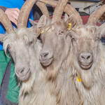 Immagine: Capre 19.11.23_081