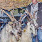 Immagine: Capre 19.11.23_082