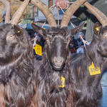 Immagine: Capre 19.11.23_083