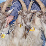 Immagine: Capre 19.11.23_084