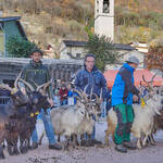 Immagine: Capre 19.11.23_086